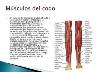 Región del codo | PPTX