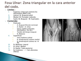    Límites :
    I.     Superior: Línea que conecta los
           epicóndilos (Med y lat)
    II.    Lateral: M. Braquiorradial
    III.   Medial: M. Pronador redondo.
    IV.    Suelo: M. Braquial / M. Supinador.
   Contenido:
    I.     Profundo
               A. Braquial (Porción terminal)
               A. Radial / A. Ulnar.
               Venas satélite profundas
                (Acompaña a las AA.)
               Tendón del bíceps braquial.
               N. Mediano
    II.    Superficial:
               Vena mediana cubital
               N. Antebraquial cutáneo medial.
               N. Antebraquial cutáneo lat –N
                MC
    III.   N. Mediano: Lateral
    IV.    N. Ulnar: Medial
    V.     N. Radial: Todo posterior
    VI.    N. Cutáneos: --> Son aferentes
           (fibras)
 