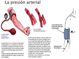 Región del codo | PPTX