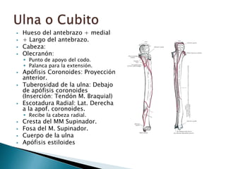 Región del codo | PPTX