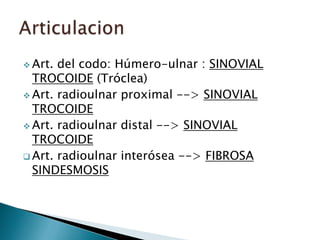 Región del codo | PPTX