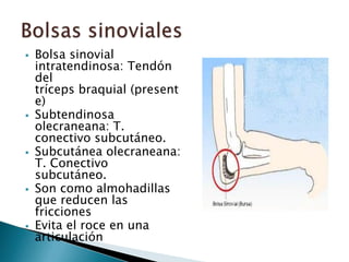    Bolsa sinovial
    intratendinosa: Tendón
    del
    tríceps braquial (present
    e)
   Subtendinosa
    olecraneana: T.
    conectivo subcutáneo.
   Subcutánea olecraneana:
    T. Conectivo
    subcutáneo.
   Son como almohadillas
    que reducen las
    fricciones
   Evita el roce en una
    articulación
 