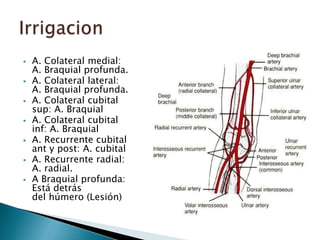 Región del codo | PPTX