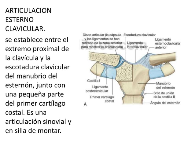 REGIÓN DEL DORSO, ANATOMIA MACROSCOPICA.pptx
