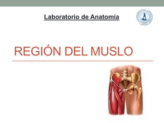 Laboratorio de Anatomía 
REGIÓN DEL MUSLO 
 