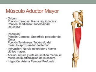 Músculo Aductor Mayor 
• Origen: 
Porción Carnosa: Rama isquiopubica 
Porción Tendinosa: Tuberosidad 
Isquiática 
• Inserción: 
Porción Carnosa: Superficie posterior del 
fémur 
Porción Tendinosa: Tubérculo del 
musculo aproximador del fémur. 
• Inervación: Nervio obturador y nervio 
ciático mayor. 
• Acción: Aduce y rota en sentido medial el 
muslo en la articulación de la cadera. 
• Irrigación: Arteria Femoral Profunda . 
 