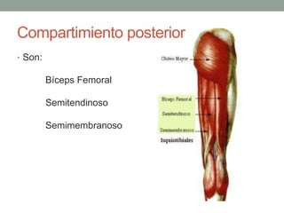 Compartimiento posterior 
• Son: 
Bíceps Femoral 
Semitendinoso 
Semimembranoso 
 