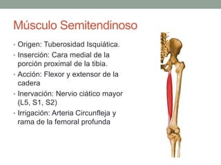 Músculo Semitendinoso 
• Origen: Tuberosidad Isquiática. 
• Inserción: Cara medial de la 
porción proximal de la tibia. 
• Acción: Flexor y extensor de la 
cadera 
• Inervación: Nervio ciático mayor 
(L5, S1, S2) 
• Irrigación: Arteria Circunfleja y 
rama de la femoral profunda 
 