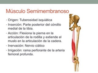 Músculo Semimembranoso 
• Origen: Tuberosidad isquiática 
• Inserción: Parte posterior del cóndilo 
medial de la tibia. 
• Acción: Flexiona la pierna en la 
articulación de la rodilla y extiende el 
muslo en la articulación de la cadera. 
• Inervación: Nervio ciático 
• Irrigación: rama perforante de la arteria 
femoral profunda. 
 
