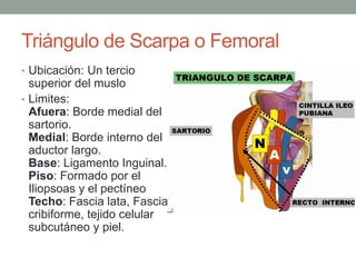 Triángulo de Scarpa o Femoral 
• Ubicación: Un tercio 
superior del muslo 
• Limites: 
Afuera: Borde medial del 
sartorio. 
Medial: Borde interno del 
aductor largo. 
Base: Ligamento Inguinal. 
Piso: Formado por el 
Iliopsoas y el pectíneo 
Techo: Fascia lata, Fascia 
cribiforme, tejido celular 
subcutáneo y piel. 
 
