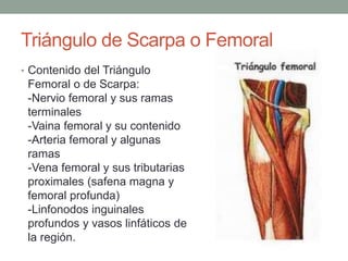 Triángulo de Scarpa o Femoral 
• Contenido del Triángulo 
Femoral o de Scarpa: 
-Nervio femoral y sus ramas 
terminales 
-Vaina femoral y su contenido 
-Arteria femoral y algunas 
ramas 
-Vena femoral y sus tributarias 
proximales (safena magna y 
femoral profunda) 
-Linfonodos inguinales 
profundos y vasos linfáticos de 
la región. 
 