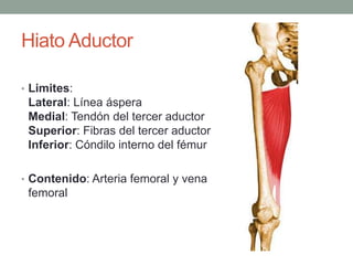 Hiato Aductor 
• Limites: 
Lateral: Línea áspera 
Medial: Tendón del tercer aductor 
Superior: Fibras del tercer aductor 
Inferior: Cóndilo interno del fémur 
• Contenido: Arteria femoral y vena 
femoral 
 
