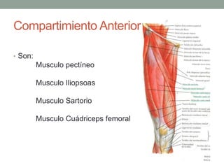 Compartimiento Anterior 
• Son: 
Musculo pectíneo 
Musculo Iliopsoas 
Musculo Sartorio 
Musculo Cuádriceps femoral 
 