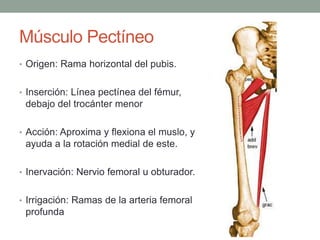 Músculo Pectíneo 
• Origen: Rama horizontal del pubis. 
• Inserción: Línea pectínea del fémur, 
debajo del trocánter menor 
• Acción: Aproxima y flexiona el muslo, y 
ayuda a la rotación medial de este. 
• Inervación: Nervio femoral u obturador. 
• Irrigación: Ramas de la arteria femoral 
profunda 
 