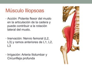 Músculo Iliopsoas 
• Acción: Potente flexor del muslo 
en la articulación de la cadera y 
puede contribuir a la rotación 
lateral del muslo. 
• Inervación: Nervio femoral (L2, 
L3) y ramos anteriores de L1, L2, 
L3 
• Irrigación: Arteria Iliolumbar y 
Circunfleja profunda 
 