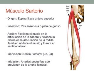 Músculo Sartorio 
• Origen: Espina Iliaca antero superior 
• Inserción: Pes anserinus o pata de ganso 
• Acción: Flexiona el muslo en la 
articulación de la cadera y flexiona la 
pierna en la articulación de la rodilla. 
También abduce el muslo y lo rota en 
sentido lateral. 
• Inervación: Nervio Femoral (L2, L3) 
• Irrigación: Arterias pequeñas que 
provienen de la arteria femoral. 
 
