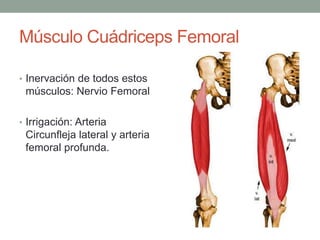 Músculo Cuádriceps Femoral 
• Inervación de todos estos 
músculos: Nervio Femoral 
• Irrigación: Arteria 
Circunfleja lateral y arteria 
femoral profunda. 
 