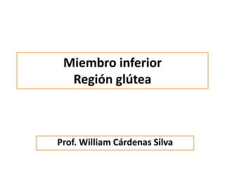 Miembro inferior 
Región glútea 
Prof. William Cárdenas Silva 
 