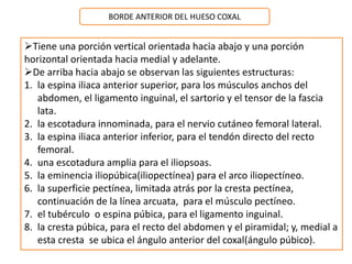 BORDE ANTERIOR DEL HUESO COXAL 
Tiene una porción vertical orientada hacia abajo y una porción 
horizontal orientada hacia medial y adelante. 
De arriba hacia abajo se observan las siguientes estructuras: 
1. la espina iliaca anterior superior, para los músculos anchos del 
abdomen, el ligamento inguinal, el sartorio y el tensor de la fascia 
lata. 
2. la escotadura innominada, para el nervio cutáneo femoral lateral. 
3. la espina iliaca anterior inferior, para el tendón directo del recto 
femoral. 
4. una escotadura amplia para el iliopsoas. 
5. la eminencia iliopúbica(iliopectínea) para el arco iliopectíneo. 
6. la superficie pectínea, limitada atrás por la cresta pectínea, 
continuación de la línea arcuata, para el músculo pectíneo. 
7. el tubérculo o espina púbica, para el ligamento inguinal. 
8. la cresta púbica, para el recto del abdomen y el piramidal; y, medial a 
esta cresta se ubica el ángulo anterior del coxal(ángulo púbico). 
 