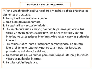 BORDE POSTERIOR DEL HUESO COXAL 
Tiene una dirección casi vertical. De arriba hacia abajo presenta las 
siguientes estructuras: 
1. La espina iliaca posterior superior. 
2. Una escotadura sin nombre. 
3. La espina iliaca posterior inferior. 
4. La escotadura ciática mayor, por donde pasan el piriforme, los 
vasos y nervios glúteos superiores, los nervios ciático y glúteo 
inferior, los vasos glúteos inferiores, y los vasos y nervios pudendos 
internos. 
5. La espina ciática, para el ligamento sacroespinoso, en su cara 
lateral el gemelo superior, y por su cara medial los fascículos 
posteriores del elevador del ano. 
6. La escotadura ciática menor, para el obturador interno, y los vasos 
y nervios pudendos internos. 
7. La tuberosidad isquiática. 
 