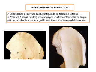 BORDE SUPERIOR DEL HUESO COXAL 
Corresponde a la cresta iliaca, configurada en forma de S itálica. 
Presenta 2 labios(bordes) separados por una línea intermedia en la que 
se insertan el oblicuo externo, oblicuo interno y transverso del abdomen 
 