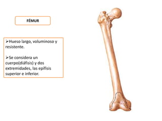 FÉMUR 
Hueso largo, voluminoso y 
resistente. 
Se considera un 
cuerpo(diáfisis) y dos 
extremidades, las epífisis 
superior e inferior. 
 