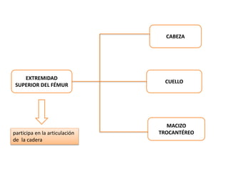 EXTREMIDAD 
SUPERIOR DEL FÉMUR 
CABEZA 
CUELLO 
MACIZO 
participa en la articulación TROCANTÉREO 
de la cadera 
 