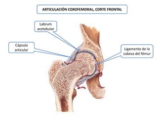 Cápsula 
articular 
Labrum 
acetabular 
Ligamento de la 
cabeza del fémur 
ARTICULACIÓN COXOFEMORAL, CORTE FRONTAL 
 
