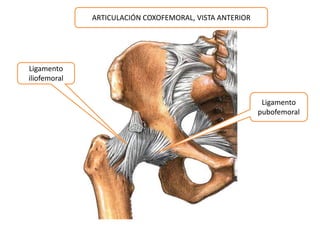Ligamento 
iliofemoral 
Ligamento 
pubofemoral 
ARTICULACIÓN COXOFEMORAL, VISTA ANTERIOR 
 