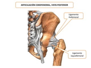 ARTICULACIÓN COXOFEMORAL, VISTA POSTERIOR 
Ligamento 
iliofemoral 
Ligamento 
isquiofemoral 
 