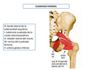 CUADRADO FEMORAL 
O: borde lateral de la 
tuberosidad isquiática. 
I: tubérculo cuadrado de la 
cresta intertrocantérica 
A: rotador lateral del muslo. 
IN: nervio del cuadrado 
femoral. 
V: arteria glútea inferior. 
 