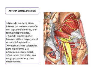 ARTERIA GLÚTEA INFERIOR 
Nace de la arteria iliaca 
interna por un tronco común 
con la pudenda interna, o en 
forma independiente. 
Sale de la pelvis por el 
foramen ciático mayor, por el 
espacio infrapiramidal. 
Presenta ramas colaterales 
para el piriforme y la 
articulación coxofemoral. 
Sus ramas terminales son 
un grupo posterior y otro 
descendente. 
 