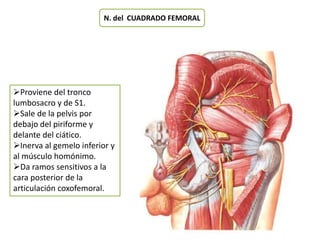 N. del CUADRADO FEMORAL 
Proviene del tronco 
lumbosacro y de S1. 
Sale de la pelvis por 
debajo del piriforme y 
delante del ciático. 
Inerva al gemelo inferior y 
al músculo homónimo. 
Da ramos sensitivos a la 
cara posterior de la 
articulación coxofemoral. 
 