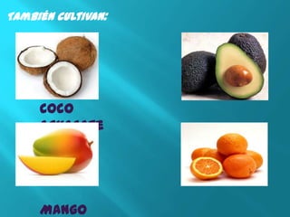 También cultivan:




     Coco
     Aguacate




     Mango
 