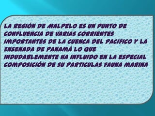 La Región de Malpelo es un punto de
confluencia de varias corrientes
importantes de la cuenca del pacifico y la
Ensenada de Panamá lo que
indudablemente ha influido en la especial
composición de su particulas fauna marina
 