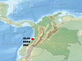 Islas
Gorg
ona
 