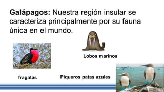 Galápagos: Nuestra región insular se
caracteriza principalmente por su fauna
única en el mundo.
fragatas
Lobos marinos
Piqueros patas azules
 