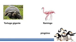 Tortuga gigante flamingo
pingüino
 