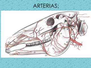 ARTERIAS: