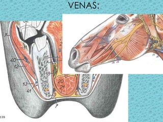 VENAS: