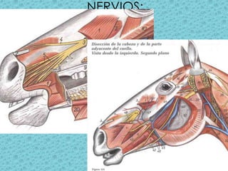 NERVIOS: