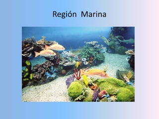 Región  Marina 
