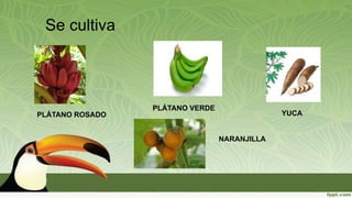 Se cultiva
PLÁTANO ROSADO
PLÁTANO VERDE
YUCA
NARANJILLA
 