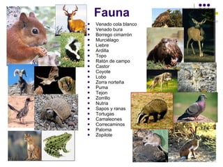 Fauna Venado cola blanco Venado bura Borrego cimarrón Murciélago Liebre Ardilla Topo Ratón de campo Castor Coyote Lobo Zorra norteña Puma Tejon Zorrillo Nutria Sapos y ranas Tortugas Camaleones Correcaminos Paloma Zopilote