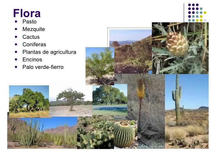 Resultado de imagen para flora y fauna de imuris