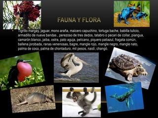• Tigrillo margay, jaguar, mono araña, maicero capuchino, tortuga bache, babilla tulicio,
armadillo de nueve bandas , perezoso de tres dedos, tatabro o pecari de collar, piangua,
camarón blanco, jaiba, ostra, pato aguja, pelicano, piquero patiazul, fragata común,
ballena jorobada, ranas venenosas, bagre, mangle rojo, mangle negro, mangle nato,
palma de coco, palma de chontaduro, mil pesos, naidí, changó.
 