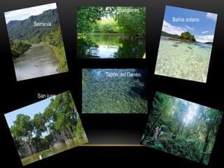 manglares
Serranía
San juan
Tapón del Darién
Bahía solano
 