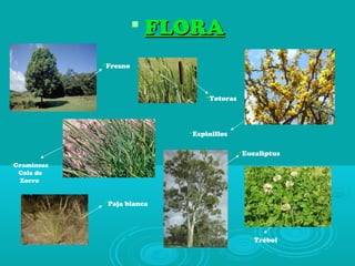  FLORAFLORA
Gramíneas
Cola de
Zorro
Paja blanca
Fresno
Totoras
Espinillos
Eucaliptus
Trébol
 