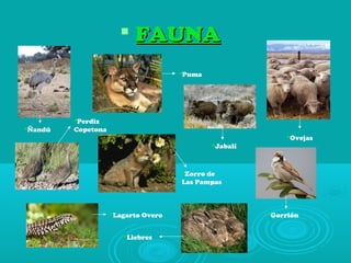  FAUNAFAUNA
Ñandú
Perdiz
Copetona
Puma
Zorro de
Las Pampas
Lagarto Overo
Ovejas
Liebres
Jabalí
Gorrión
 