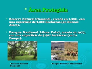  Àrea ProtegidaÀrea Protegida
 Reserva Natural Otamendi , creada en 1.990 , conReserva Natural Otamendi , creada en 1.990 , con
una superficie de 3.000 hectáreas.(en Buenosuna superficie de 3.000 hectáreas.(en Buenos
Aires).Aires).
 Parque Nacional Lihue CalelParque Nacional Lihue Calel , creado en 1977,, creado en 1977,
con una superficie de 9.901 hectáreas (en Lacon una superficie de 9.901 hectáreas (en La
Pampa).Pampa).
Reserva Natural
Otamendi
Parque Nacional Lihue Calel
 